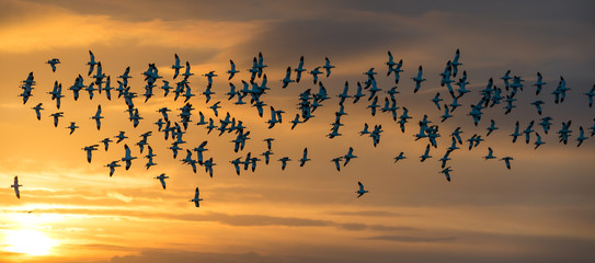 Flock of Avocets in flight