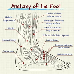 the structure of the human foot