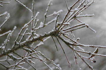 Zweig im Raureif