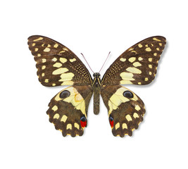 Naklejka na ściany i meble butterfly isolated on white background