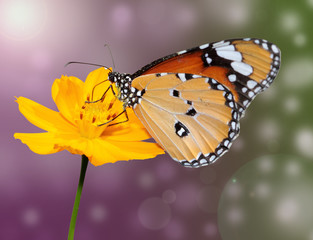flower with a butterfly on the coloured background