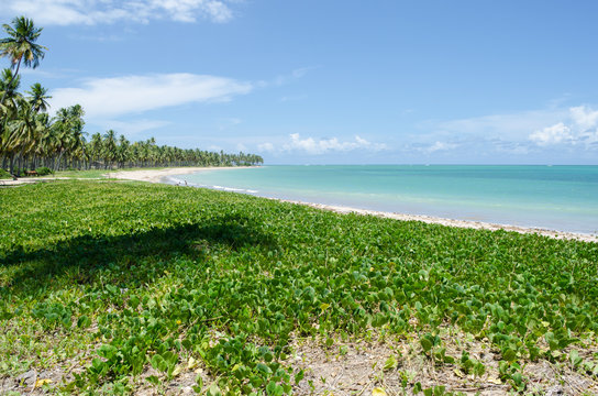 Patacho beach, Brazil
