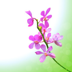 Orchid on colorful background