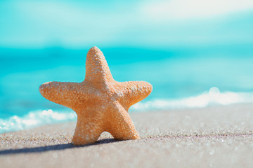 Fototapeta na wymiar single starfish on the seashore. summer concept with copy space.