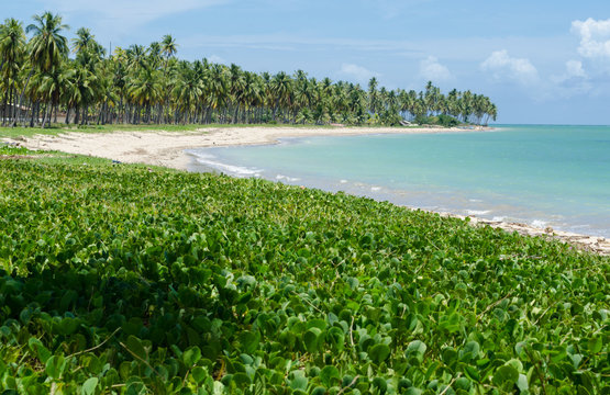 Patacho beach, Brazil