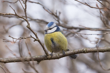 Blue Tit sitting on a branch.