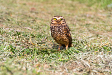 Super Owl