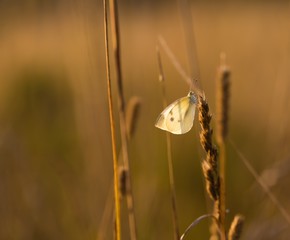Morning butterfly on green meadow..