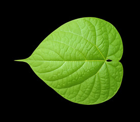 Obraz premium Single isolated leaf on black background