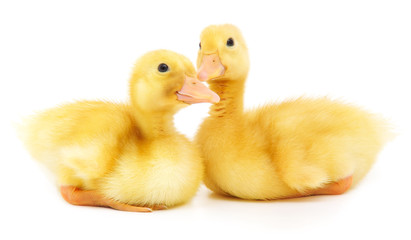 Two ducklings