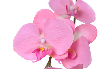 Fototapeta na wymiar Pink streaked orchid flower, isolated