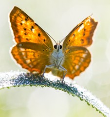 Morning butterfly on green meadow..