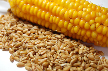 corn wheat