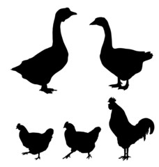 goose, chicken and rooster silhouettes, vector