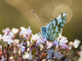Morning butterfly on green meadow..