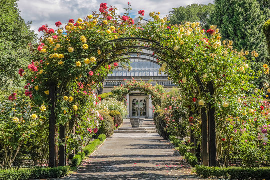 Rosengarten im Botanischen Garten von Christchurch