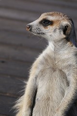 Erdmännchen (suricata suricatta)