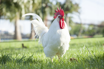 rooster