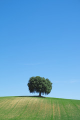 Fototapeta na wymiar Green wheat field with a tree in the background