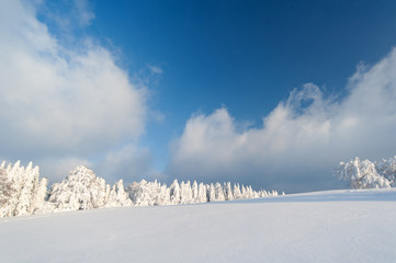 Winter in the Black Forest