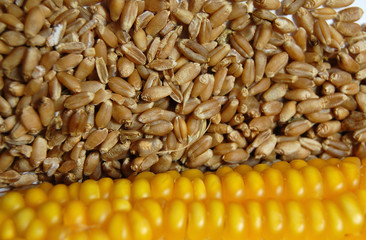 wheat corn