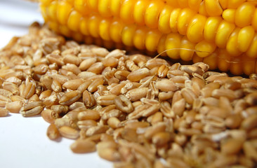 corn yellow