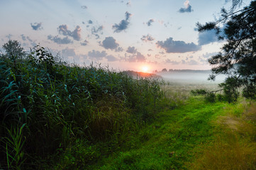 Misty dawn in the reeds by river