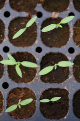 Young tomato plants