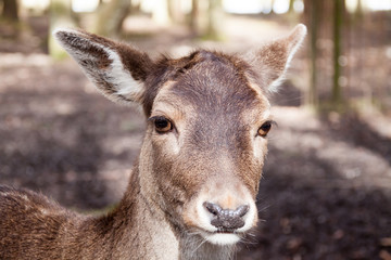 Portrait des Kopfes einer Ricke