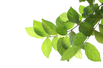 Fototapeta na wymiar Green leaves , isolated on white background.