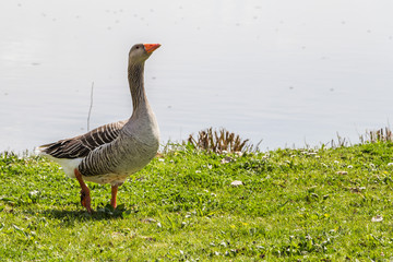 Geese in spring sunny Remich, Luxembourg