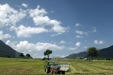 Naklejka premium field