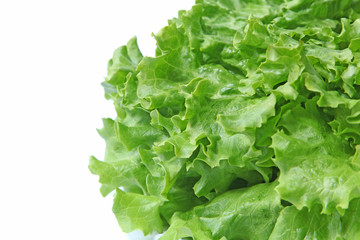 Détail salade batavia