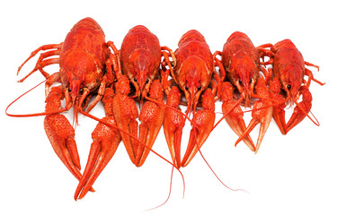 boiled crawfish on a white background