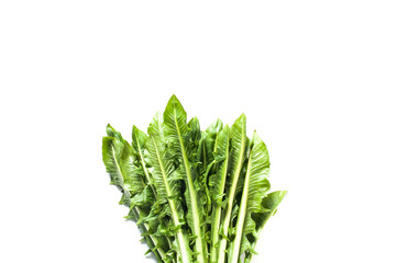 Catalogna chicory bunch isolated on white background