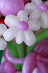 Bouquet of balloon flowers