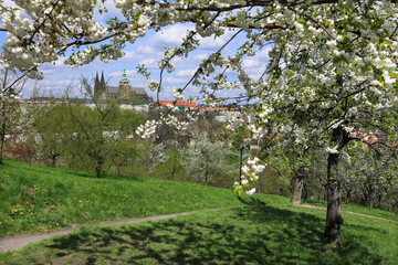 Spring Prague gothic Castle with Nature and flowering Trees, 
