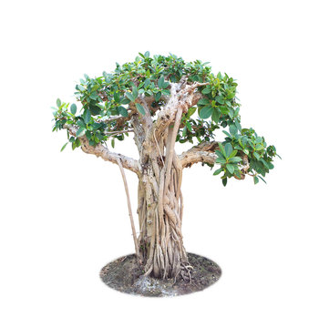 bonsai banyan tree on white background
