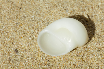 Fototapeta na wymiar white shell - weiße Muschel im Sand