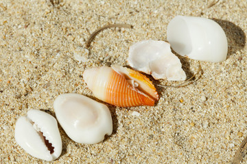 shells - Muscheln in einer Reihe