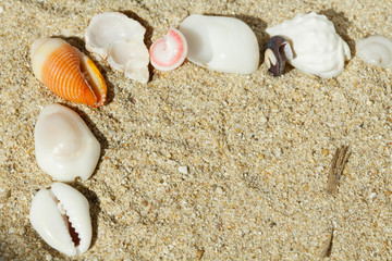 shells - Muscheln in einer Reihe