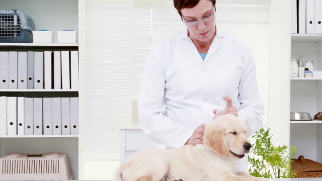 Puppy receiving treatment from veterinarian