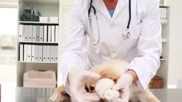 Smiling female vet bandaging puppys leg