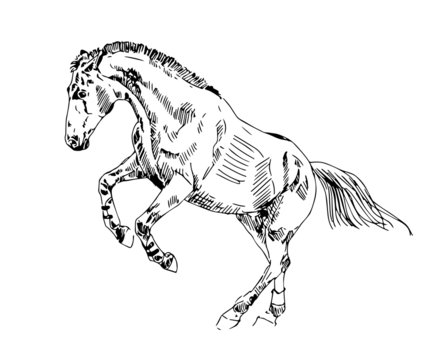 sketch horse play vector