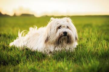 White Dog on Meadow