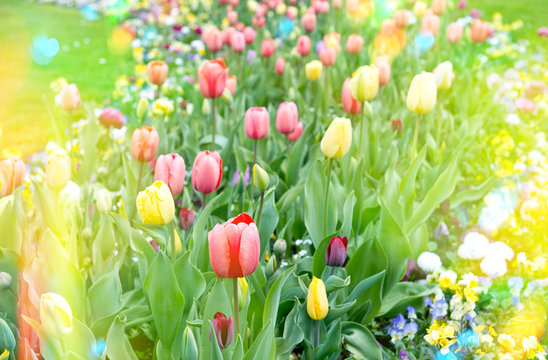 Colorful tulips on flowerbed. Yellow and red blossoms outdoors