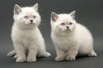 couple cute british kitten