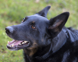 Large breed German Shepherd Belgium Mailinois Mix