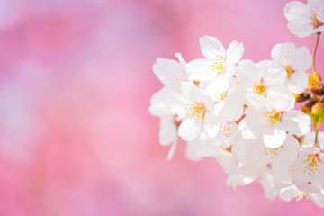 さくら （ソメイヨシノ）　ピンクの桜背景に