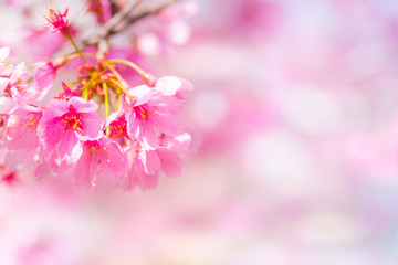 雅桜